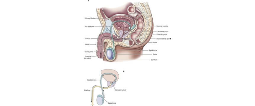 reproductive system male
